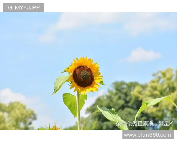 细数太阳五大高光时刻，满满回忆杀